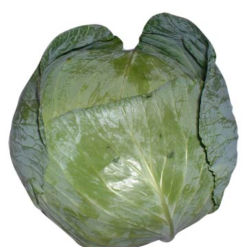 Cabbages